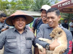 Anak Singa-Leopard Akan Ditampung di Jawa