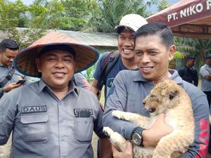 Anak Singa-Leopard Akan Ditampung di Jawa Anak Singa-Leopard Akan Ditampung di Jawa