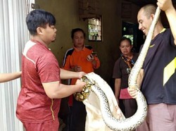 Warga Sukabumi Tangkap Sanca 3 Meter yang Nongol di Kolam Ikan