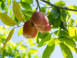 Buah Paling Berbahaya di Dunia, Dilarang di Amerika