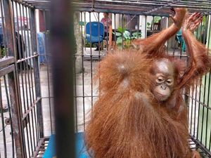 3 Anak Orang Utan Dibuang di Tepi Jalan, Kondisinya Mengenaskan