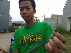 Satu Ular Kobra di Perumahan Citayam Bogor Ditemukan Seorang Bocah Satu Ular Kobra di Perumahan Citayam Bogor Ditemukan Seorang Bocah