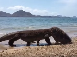 Heboh Komodo Pakai Helm