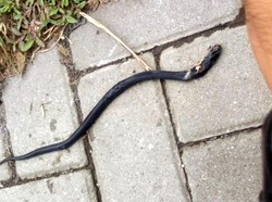 Hiii... Kobra Ngumpet di Pojok Kasur Anak Balita Sukabumi