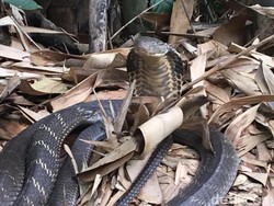 Ular Kobra Kini Muncul di Tabanan Bali