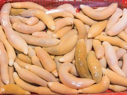 Ikan Penis dan 4 Hewan Lain Berwujud Alat Kelamin Pria