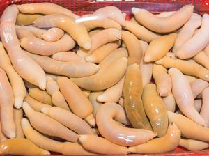 Ikan Penis dan 4 Hewan Lain Berwujud Alat Kelamin Pria Ikan Penis dan 4 Hewan Lain Berwujud Alat Kelamin Pria