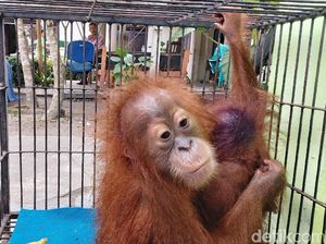 Kasihan! Anak Orang Utan Ini Ditemukan Lemas di Pekanbaru