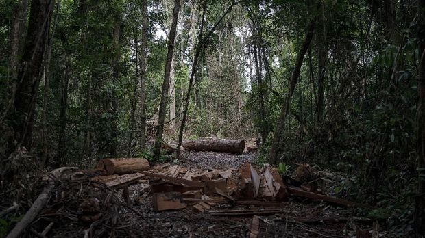 In this Nov. 22, 2019 photo, cut logs and wooden boards lie in an area opened by illegal loggers within the Renascer Reserve in the Amazon rainforest in Prainha, Para state, Brazil. This conservation unit is known to have trees with high economic value such as ipe, jatoba and massaranduba. One of the biggest seizures of illegal timber in the Brazilian Amazon forest happened in this reserve in 2010. (AP Photo/Leo Correa)