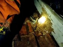 Kakek Sutarma Tewas Usai Diserang Tawon Vespa, Ada 50 Luka Sengat di Tubuhnya