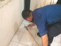 Sembunyi di Balik Lemari, 2 Anak Kobra Diamankan Damkar di Depok
