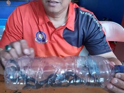 Hii! 8 Anak Kobra Ditemukan di Pasar Minggu Jaksel