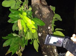 Heboh Fenomena Pohon Menangis di Halaman Masjid Pekalongan