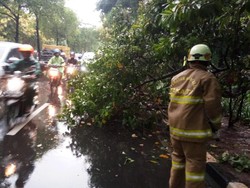 Pohon Tumbang di Jalur Menuju Bandara Halim, Damkar Turun Tangan