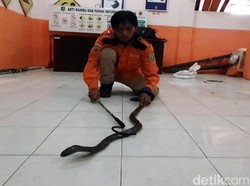 Daftar RS di Jakarta yang Punya Serum Anti Bisa Ular