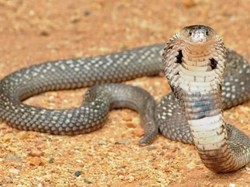 Heboh Melilit Pilar Keraton Yogya, Ini Makna Simbol Ular Sejak Dulu Kala