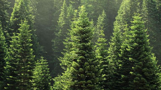 pohon cemara hutan pohon cemara hutan