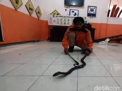 Personel BPBD Tangkap Kobra-Sanca di Puri Cibereum Sukabumi