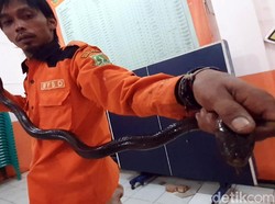 Tergigit Kobra Bisa Di-cover BPJS, Puskesmas Punya Serum Antibisa?