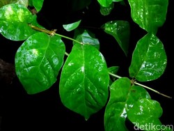 Pemkab soal Pohon Menangis di Halaman Masjid Pekalongan: Itu Gutasi