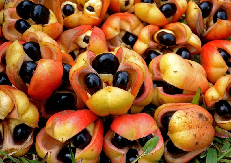 1143754472 Ackee (Blighia sapida) ripe fruit