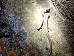 Warga Ciracas Bunuh Anak Kobra yang Ditemukan di Plafon Rumah