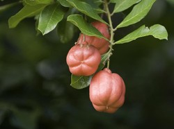 Populer Sepekan: Buah Berbahaya hingga Liburannya Atlet Seksi