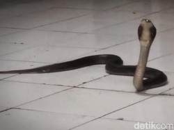 Tergigit Ular Kobra, Apakah Ditanggung BPJS Kesehatan?