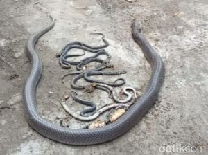 Ngeri! 15 Ular Kobra Ditemukan Lagi di Plosowangi Klaten
