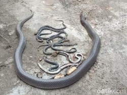 Ngeri! 15 Ular Kobra Ditemukan Lagi di Plosowangi Klaten