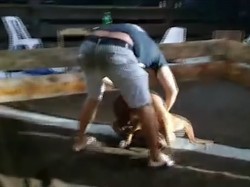 Polisi Brasil Gerebek Perjudian Sabung Anjing, 19 Pitbull Diselamatkan