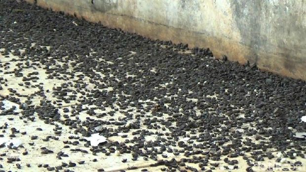 Hiii Ribuan Lembing Hitam Serang Sejumlah Rumah Di Campaka