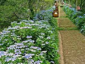 Foto: Keindahan Musim Gugur di Jepang yang Tiada Dua