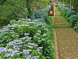 Foto: Keindahan Musim Gugur di Jepang yang Tiada Dua