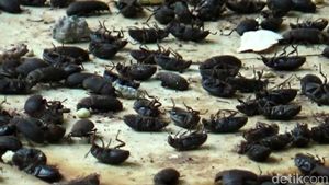 Ngeri..Jutaan Lembing Hitam Serbu Rumah Warga di Purwakarta
