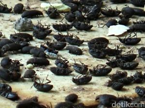 Ngeri..Jutaan Lembing Hitam Serbu Rumah Warga di Purwakarta Ngeri..Jutaan Lembing Hitam Serbu Rumah Warga di Purwakarta