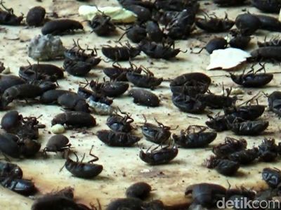 Ngeri..Jutaan Lembing Hitam Serbu Rumah Warga di Purwakarta
