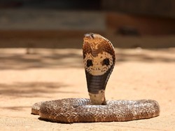 Mengapa India Banyak Dihuni Ular Kobra Mematikan? Simak Alasannya!