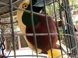 3 Tahun Dipelihara, Cendrawasih Diserahkan Ulama Garut ke BBKSDA