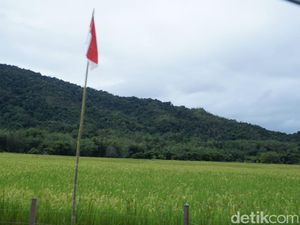 Gurihnya Beras Krayan di Perbatasan RI yang Diekspor ke Malaysia