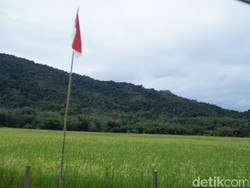 Gurihnya Beras Krayan di Perbatasan RI yang Diekspor ke Malaysia