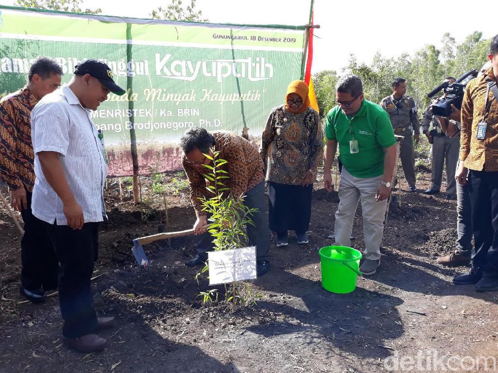 Tekan Impor, RI Genjot Produksi Benih Unggul Kayu Putih Tekan Impor, RI Genjot Produksi Benih Unggul Kayu Putih