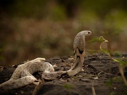Kena Semburan Bisa Ular Kobra, Ini Efeknya pada Kulit Sehat Maupun Luka
