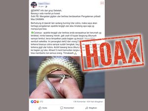 Viral Bawang Merah Bisa Tangkal Racun Ular Kobra, Ini Faktanya