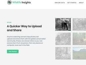 Mau Lihat Hewan Langka Indonesia? Wildlife Insights Kasih Gambarnya Mau Lihat Hewan Langka Indonesia? Wildlife Insights Kasih Gambarnya