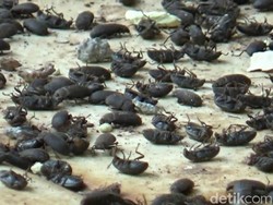 Hiii.. Ribuan Lembing Hitam Serang Sejumlah Rumah di Campaka Purwakarta