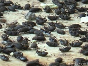 Hiii.. Ribuan Lembing Hitam Serang Sejumlah Rumah di Campaka Purwakarta Hiii.. Ribuan Lembing Hitam Serang Sejumlah Rumah di Campaka Purwakarta
