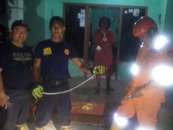 Teror Ular Kobra di Blora, Serang 4 Ekor Ayam Milik Warga