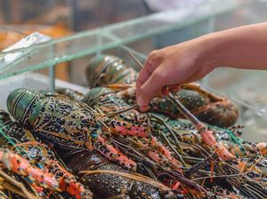 5 Lobster Unggulan Indonesia yang Terkenal Enak dan Mahal