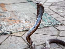 Damkar Mamuju Evakuasi 10 Ular Sepekan Terakhir, 1 Ekor King Kobra